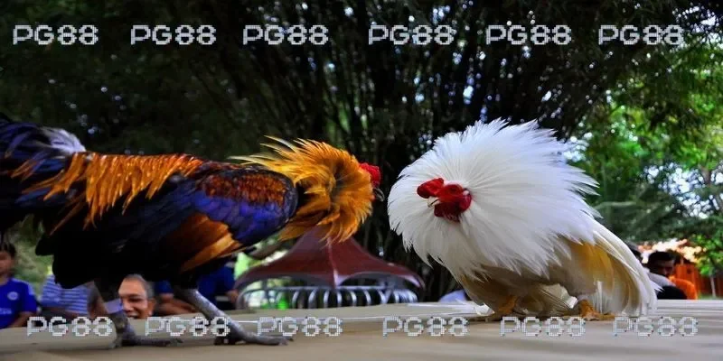 Chọn thời điểm thích hợp để chơi đá gà 67 cam hiệu quả 
