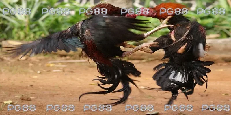 Đá gà 67 cam mang tới nhiều trận chiến mãn nhãn 